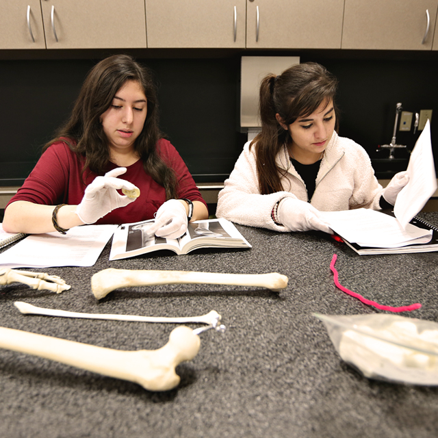 Two female students examine bone samples in an Anthropology class