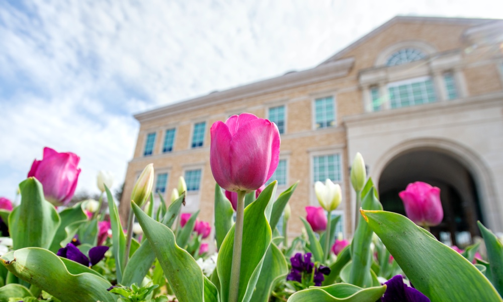 tulips on campus