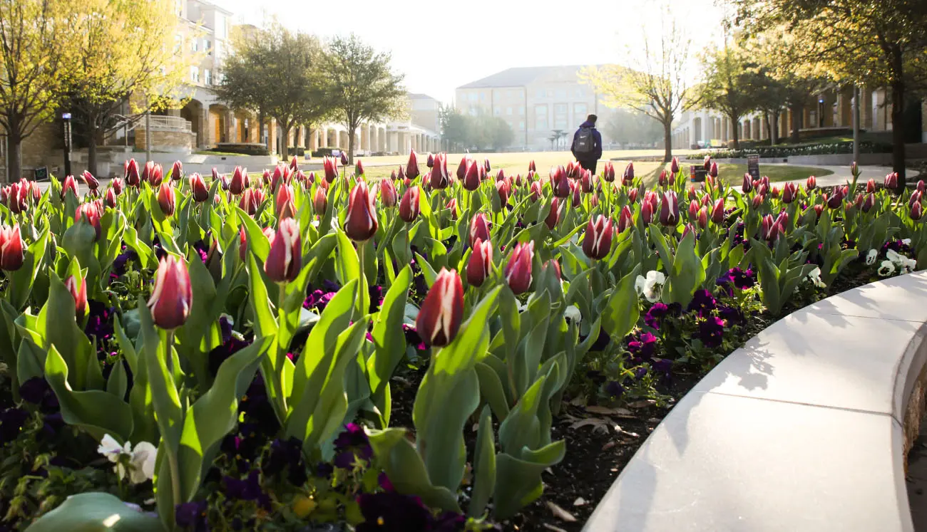 Closeup of tulips with a student walking in the distances behind them