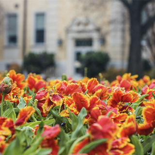 TCU marigold tulips