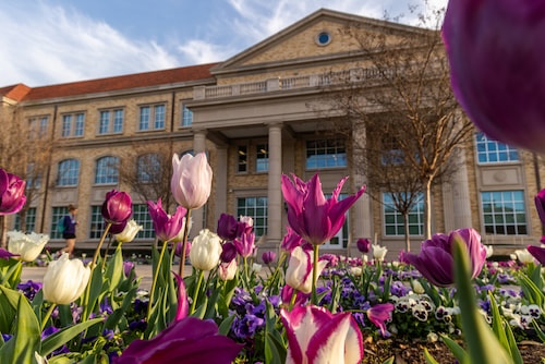 Tulips on campus